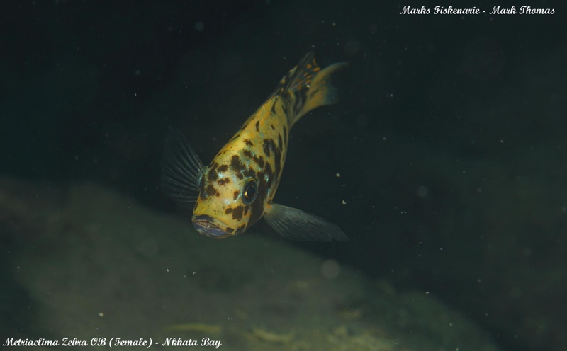 Maylandia zebra 'Nkhata Bay'